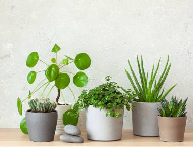 Indoor Pots & Growing